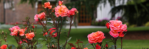 Roses in flower in front of the building