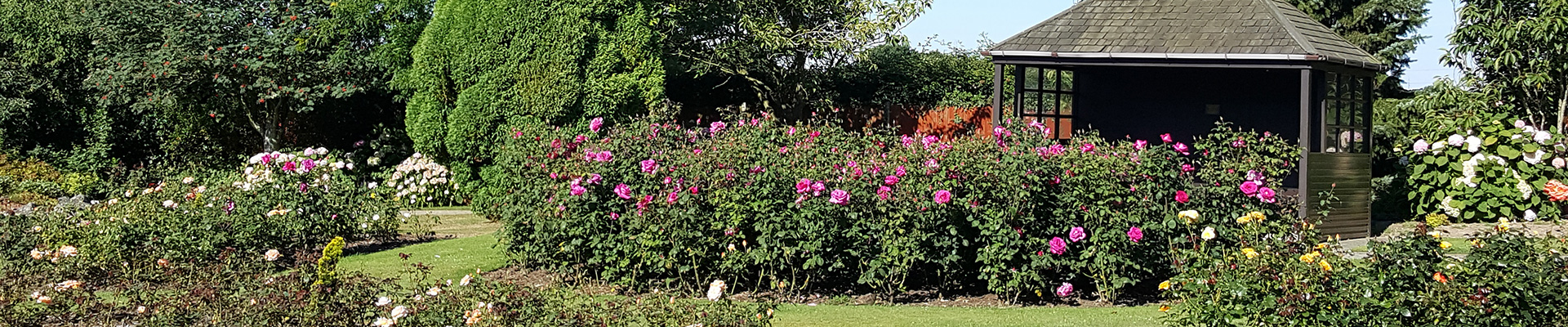 Photograph of flowering roses in the crematorium gardens