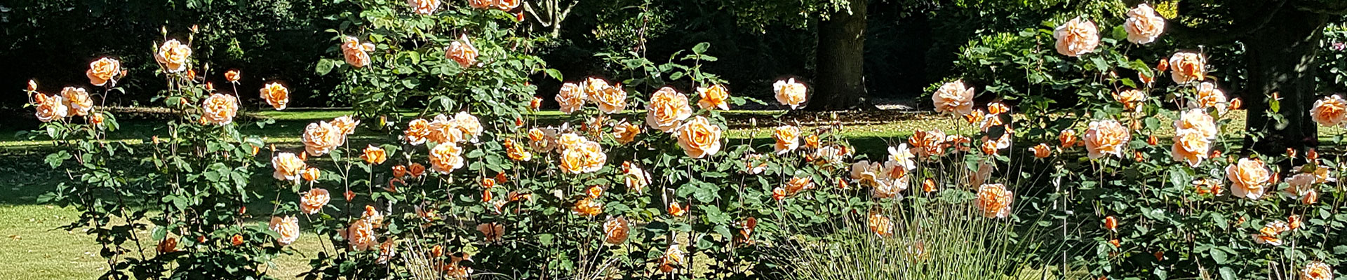 Photograph of orange flowering roses in the crematorium gardens
