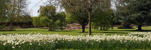 Photo of white spring flowers with lawn and trees in the background