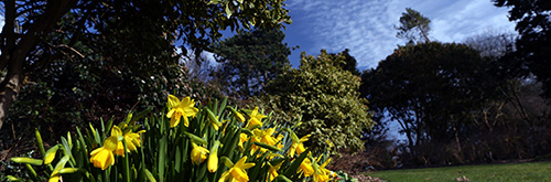 Photograph of flowering daffodils